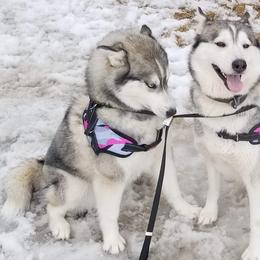 Meeka - Siberian Husky