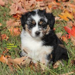 Sabine - Blue merle female Miniature American Shepherd puppy in Hillsdale, Michigan from Faithwalk Aussies and Mini American Shepherds