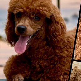 Poodles from Country Acre Poodles