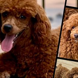 Poodles from Country Acre Poodles