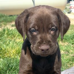 Gus - Chocolate male Labrador Retriever puppy in Winnemucca, Nevada from Oakley's Mountain View Kennel