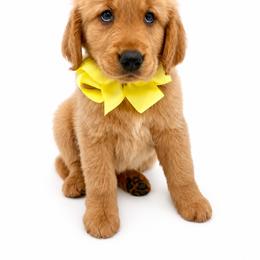 Lily - Golden female Golden Retriever puppy in Chicago, Illinois from Urbane Retrievers