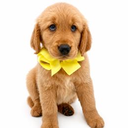 Lily - Golden female Golden Retriever puppy in Chicago, Illinois from Urbane Retrievers