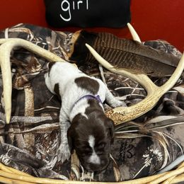 German Shorthaired Pointer Puppies from Ellis kennels