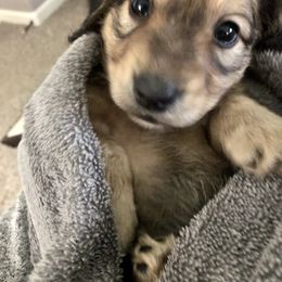 Dachshund Puppies from Primo Dachshunds