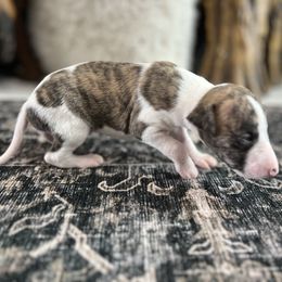 Firecracker - Fawn brindle male Whippet puppy in Fort Myers, Florida from Rainbow Whippets
