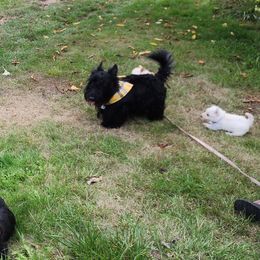 Scottish Terrier Puppies from Nicole's Scottish Terriers