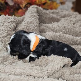 Cocker Spaniel Puppies from Allison Cocker Spaniel Pup's