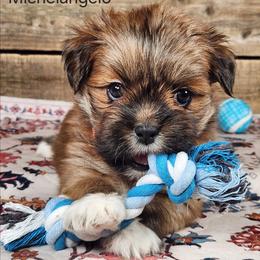 Michelangelo - Red male Lhasa Apso puppy in Jefferson, New York from Absolute Lhasa Love