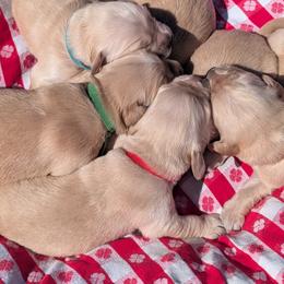 Blake - Golden male Golden Retriever puppy in Colville, Washington from Rosehaven Homestead