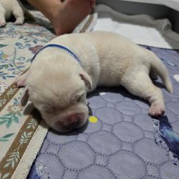 Blue Collar - Yellow male Labrador Retriever puppy in Myakka City, Florida from Hearing Hearts Labradors