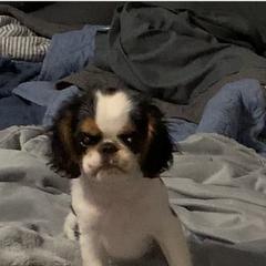 English Toy Spaniel Puppies from Marietta Charlies
