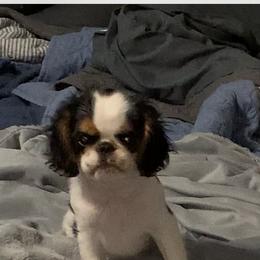 English Toy Spaniel Puppies from Marietta Charlies