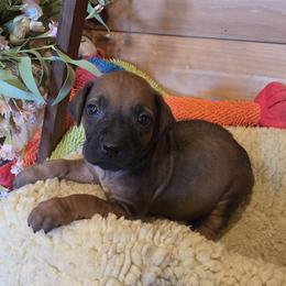 Rogue - Rd whtn blk nose male Rhodesian Ridgeback puppy in Gaffney, South Carolina from Circle D Farms