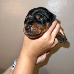 Doberman Pinscher Puppies from Ludic Kennels