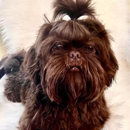 Coco - Shih Tzu