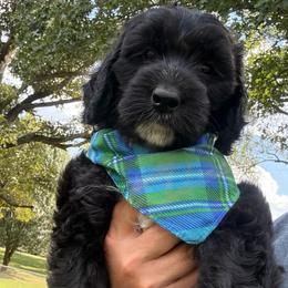 Spirit - Black male Goldendoodle puppy in Portland, Tennessee from Happy_Tails_by_TJ