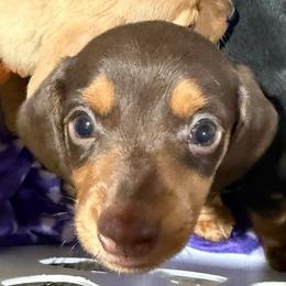 Lanie (yellow) - Chocolate and tan female Dachshund puppy in Shawnee, Oklahoma from Magic Eagle Miniature Dachshunds