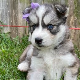 Nitara - Gray and white Siberian Husky puppy in Portsmouth, Virginia from Fly Siberian