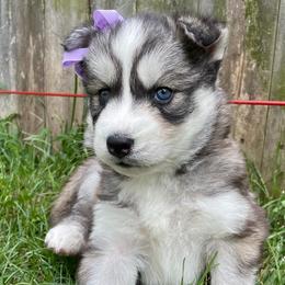 Nitara - Gray and white Siberian Husky puppy in Portsmouth, Virginia from Fly Siberian