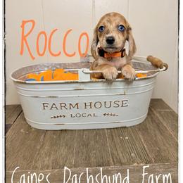 Rocco - Dapple male Dachshund puppy in Cincinnati, Ohio from Caines Dachshund Farm