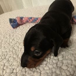 Conner - Black and tan male Dachshund puppy in Dayton, Ohio from Jen's Mini Dachshunds