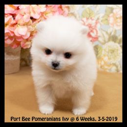 Pomeranian Puppies from Port Bee Pomeranian’s