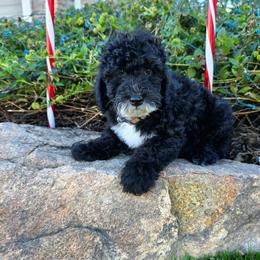Buzz - Merle male Goldendoodle puppy in Peoria,  Az, Arizona from Not Just "Golden" Doodles