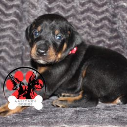 Doberman Pinscher Puppies from Aaliyah’s Dobies