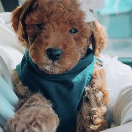 Goldendoodle Puppies from Proctor’s Petite Goldendoodles