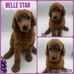Belle Star - Red  female Poodle puppy in Mount Vernon, Illinois from AMC Poodles