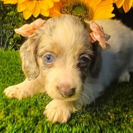 Sage - Dapple female Dachshund puppy in Buckeye, Arizona from Duran Dachshunds