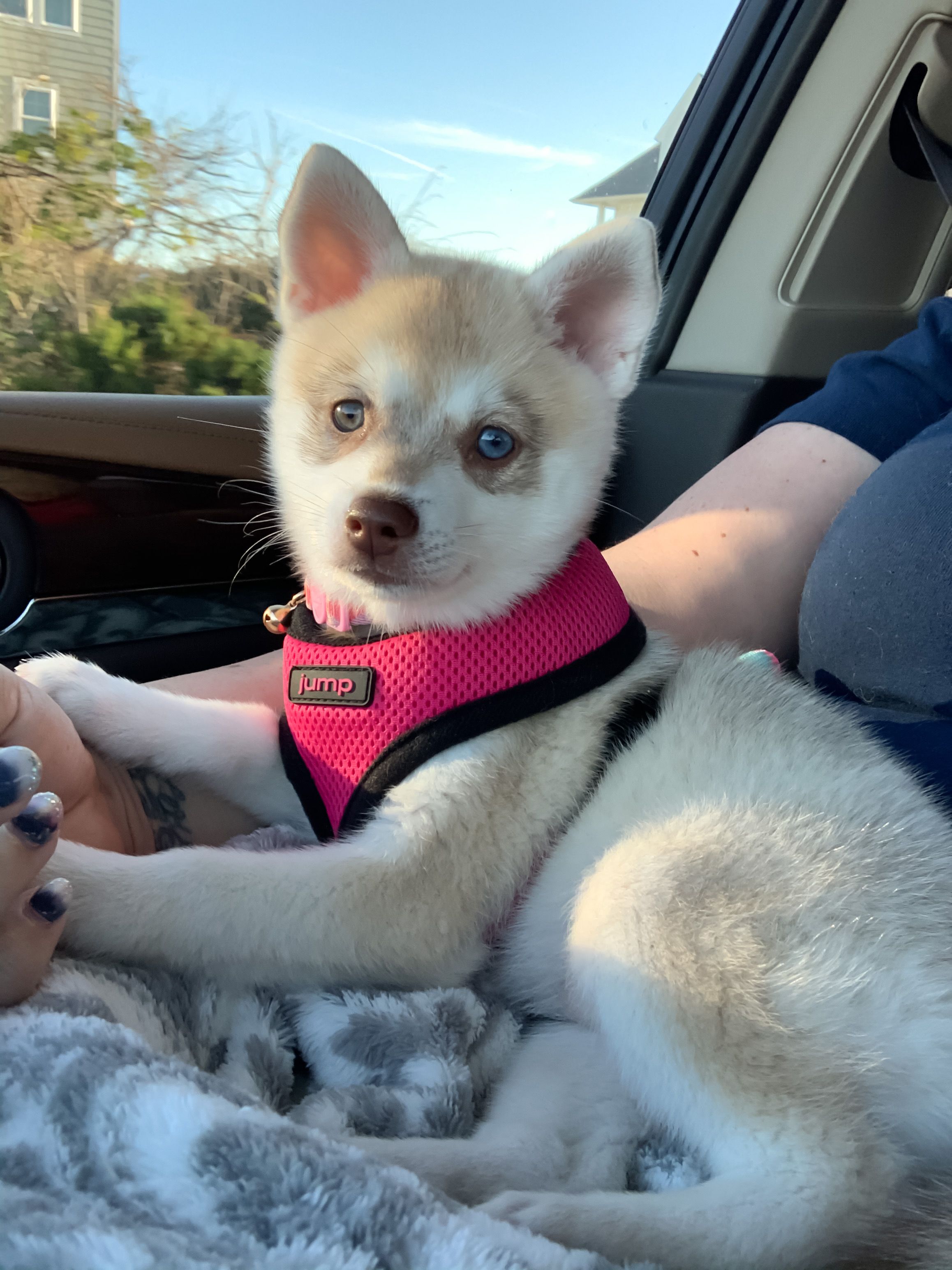 Regal alaskan klee store kai