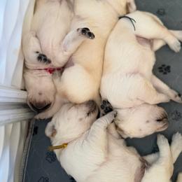Blue - Yellow male Labrador Retriever puppy in Orangevale, California from Willow Kane Farm Labrador Retrievers