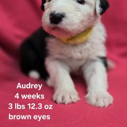 Audrey - Gray and white female Old English Sheepdog puppy in Sutherlin, Oregon from Sapphire Eyes Sheepdogs