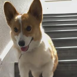 Pembroke Welsh Corgis from Playful corgis