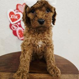 Ava - Red female Cavapoo puppy in Roseville, California from Heavenly Goldendoodles
