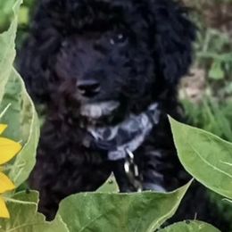 Maltese, Maltipoos, and Poodles from Little Land of Puppies