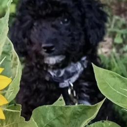 Maltese, Maltipoos, and Poodles from Little Land of Puppies
