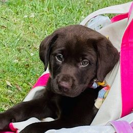 Labrador Retrievers from Ransone House Labradors