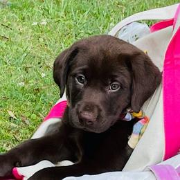 Labrador Retrievers from Ransone House Labradors