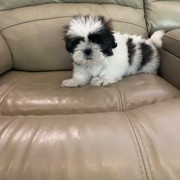 Snuggles - Tricolor male Shih Tzu puppy in Riverhead, New York from Eastern Long Island Shih Tzu