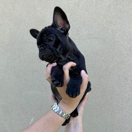 French Bulldog Puppies from OMG FRENCHIES