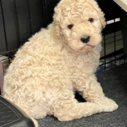 Goldendoodle Puppies from Only Loving Pups