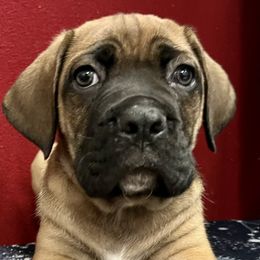 Cane Corso Puppies from River Bluff Cane Corsos