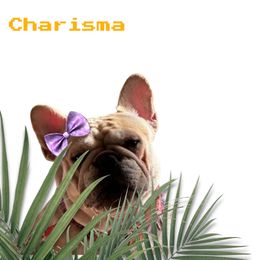 Charisma - French Bulldog