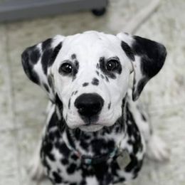Dalmatians and Shetland Sheepdogs from Karmayne Kennels