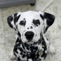 Dalmatians and Shetland Sheepdogs from Karmayne Kennels