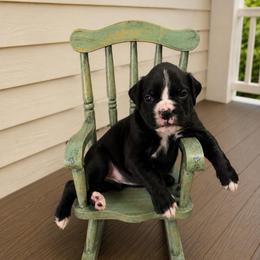Loki - Brindle male Boxer puppy in Abilene, Texas from L&L Euro Boxers and Small Town Shih Tzus