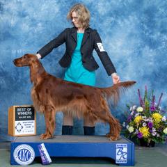 Irish Setter puppies from Anamacara Irish Setters